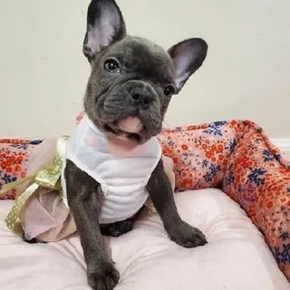 Photo of AKC French Bulldog Puppies