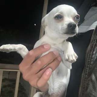 Photo of Chihuahua