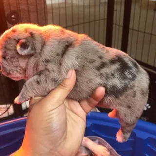 Photo of Akc french bulldog puppies