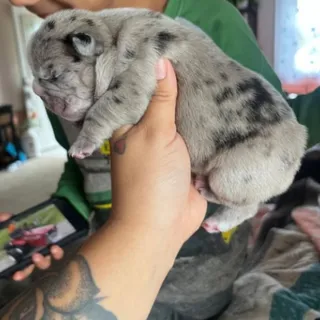 Photo of Akc french bulldog puppies