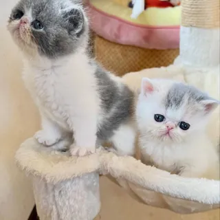 Photo of Adorable Persian kittens