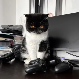 Photo of Persian kitten For Adoption