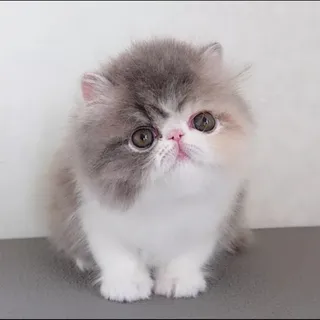 Photo of Cute Persian kitten