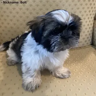 Photo of Pure Shih Tzu Puppies for Sale