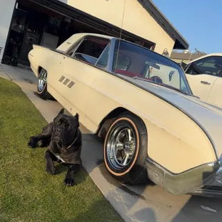 Photo of 1963 ford thunderbird