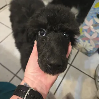 Photo of Akc Registered Standard Poodles