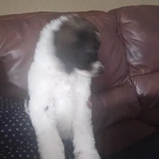 Photo of Akc Registered Standard Poodles