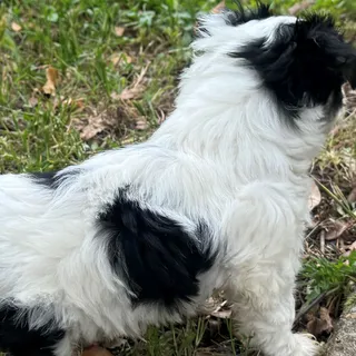 Photo of Snorky pup
