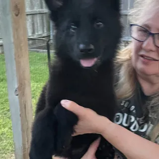 Photo of AKC Registered German Shepard Puppies