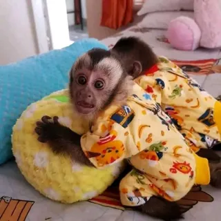 Photo of Capuchin monkey for adoption