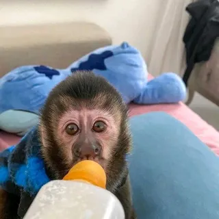 Photo of Capuchin monkey for adoption