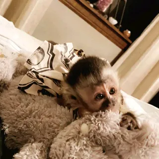 Photo of Capuchin monkey for adoption